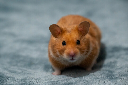 Cute ginger syrian hamster with big ears on grey carpet
