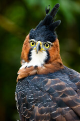 Portrait of an Ornate Hawk-Eagle (Spizaetus ornatus). Misiones, Argentina. 