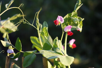 garden pea blooming in june