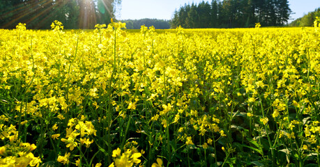 Wide angle view of a field of yellow mustard plants in Rusko, Finland. The sun is setting behind the forest.