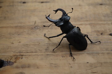 stag beetle close-up, endangered insect species