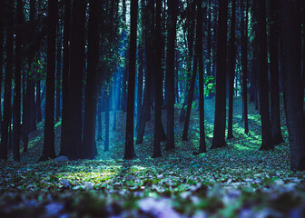 Mysterious road. Fairy Forest. Mystical atmosphere. Paranormal another world. Stranger forest in a fog. Dark scary park. Background for wallpaper. Noir atmosphere. Horrible dream.