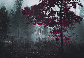 Fairy Mysterious Forest. Mystical atmosphere. Paranormal another world. Fairytale. Stranger forest in a fog. Dark scary park. Background wallpaper.