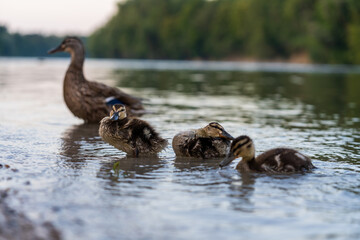 Stockente mit Jungen