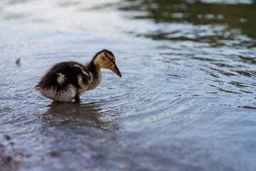 Junge Enten am Fluß auf Futtersuche
