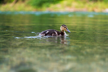 Junge Enten am Fluß auf Futtersuche