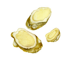 Hand Drawn Ginger watercolor sketch. Illustration For Food Design.