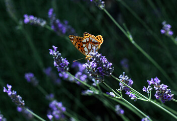 Yellow-green butterfly, close-up, sitting on a lavender flower, surrounded by a white purple background