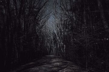 Strange forest. Mystic atmosphere. Dark scary road. Background wallpaper. Paranormal another world....