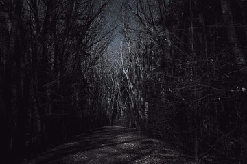 Strange forest. Mystic atmosphere. Dark scary road. Background wallpaper. Paranormal another world. Ghost in the fog. The pursuit. Horrible dream.