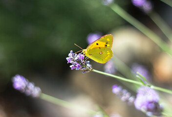 Yellow-green butterfly, close-up, sitting on a lavender flower, surrounded by a white purple background