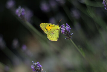Yellow-green butterfly, close-up, sitting on a lavender flower, surrounded by a white purple, green background