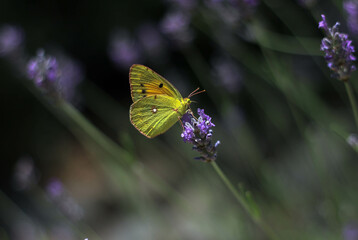 Yellow-green butterfly, close-up, sitting on a lavender flower, surrounded by a white purple, green background