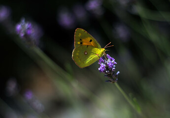 Yellow-green butterfly, close-up, sitting on a lavender flower, surrounded by a white purple background