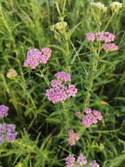 Fototapeta premium flowers in the field 