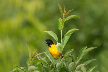 Baltimore Oriole bird peaking from behind a branch.