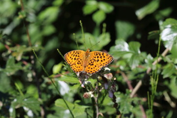 Spotted fritillary on bramble flowers.