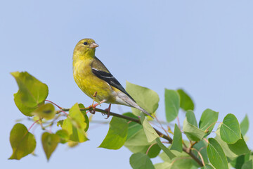 American Goldfinch perched on a branch.