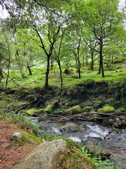 Small river in a forest of Ireland