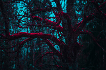 Fantastic mystical tree in a mysterious gloomy forest. Twisted fairy branches. Stranger forest in a...