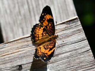 Fototapeta na wymiar butterfly on wood