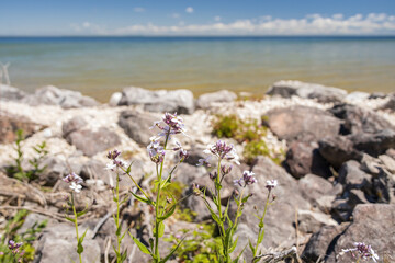 Small purple flowers with rocks and lake in background