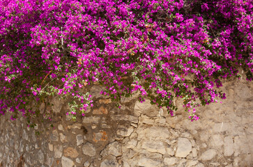 Bougainvillaea plant hanging over a stone wall. Bougainvillea in bloom.