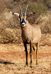 Roan Antelope bull, Game farm, South Africa