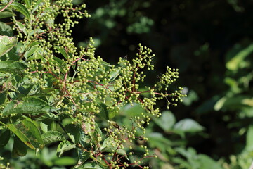 Elderberries ripening in the sunshine.