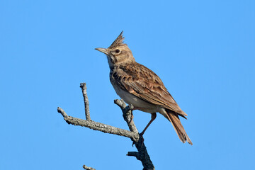 Crested Lark // Haubenlerche (Galerida cristata)  - Peloponnese, Greece