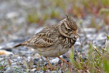 Haubenlerche // Crested Lark (Galerida cristata)  - Katerini, Greece