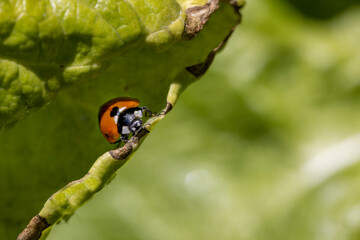 Red and black spotted Ladybug on a spinach leaf during the spring season