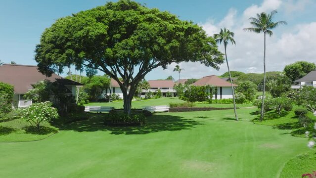 Drone flying above green lawn under large evergreen tree towards tropical green garden with nice Beach bungalows. Summer vacation Hawaii Island. Establishing shot for real estate business Hawaii USA