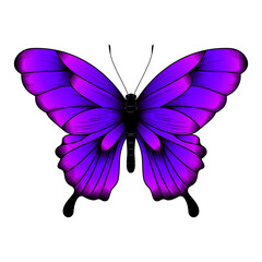 Tropical Purple Butterfly Illustration - Beautiful Butterfly Vector