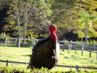 Perus são aves que interagem muito com sons, isso revela que estão sempre atentos aos estímulos sonoros ao seu redor e, portanto, são sensíveis a ambientes muito barulhentos que podem levar ao stress.