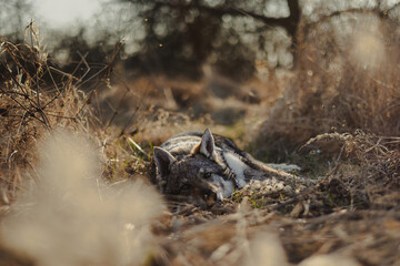 Dog Lying on the Grass