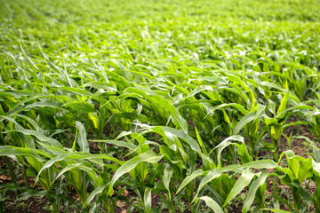 Fototapeta premium Corn field sunny summer day. Close-up. Focus on foreground