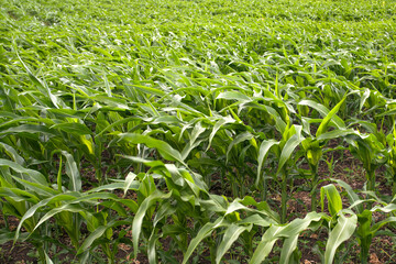 Fototapeta premium Corn field sunny summer day. Close-up. Focus on foreground