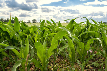 Obraz premium Corn field sunny summer day. Close-up. Focus on foreground