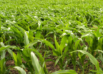 Corn field sunny summer day. Close-up. Focus on foreground