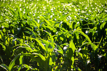 Obraz premium Corn field sunny summer day. Close-up. Focus on foreground