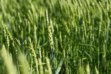 Wheat field image. View on fresh ears of young green wheat and on nature in spring summer field close-up.
