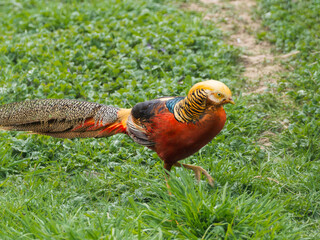 Golden pheasant or Chrysolophus pictus, also known as Chinese pheasant. Bright bird with rainbow colored feathers in grass.
