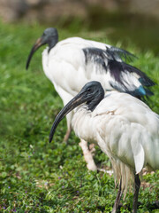Portrait of African sacred ibis or Threskiornis aethiopicus standing in green grass.
