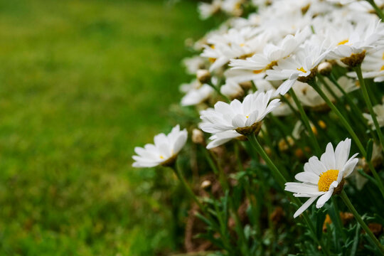 Scene In A Garden With White Flower Bed With Daisy Flowers.