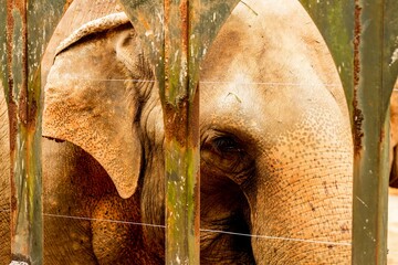 Os elefantes africanos são um gênero que compreende duas espécies vivas de elefantes, o elefante...