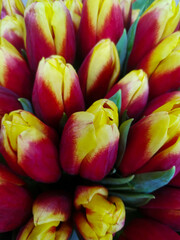 Close-up of the Bouquet of red-yellow tulips. Flowers, tulips
