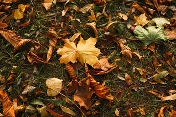 Defocus autumn leaves. Green and orange autumn leaves background. Outdoor. Colorful background image of fallen autumn dry leaves. Green grass on lawn. Pastel fall backdrop. Blurred. Out of focus