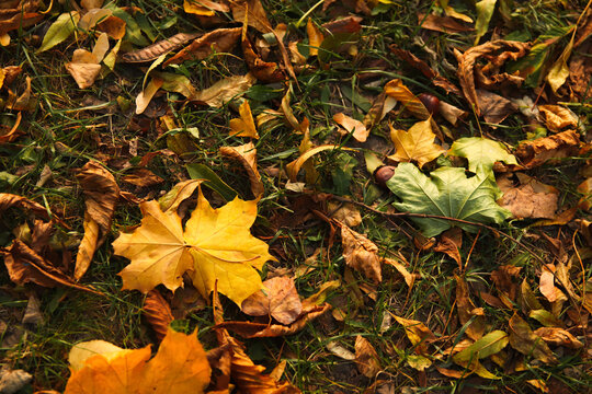 Defocus autumn leaves. Green and orange autumn leaves background. Outdoor. Colorful background image of fallen autumn dry leaves. Green grass on lawn. Pastel fall backdrop. October. Out of focus