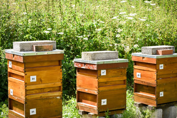 Bee hives on a rural beekeeping farm to produce honey